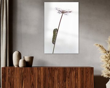 Caterpillar of the Konningenpage on wild carrot in high key by Willem Louman