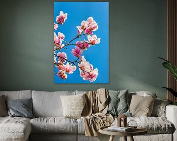 Magnolia's in bloei van Werner Dieterich