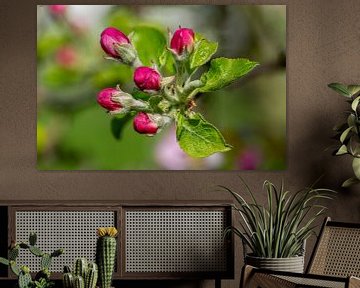 Fleurs rouges d'un pommier au printemps sur Animaflora PicsStock