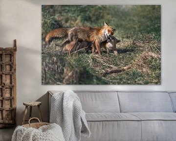 Mother fox feeds her cubs by Jolanda Aalbers