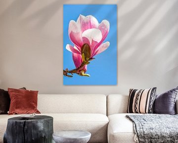 Blossom of a magnolia in spring by Werner Dieterich