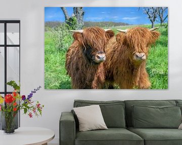 Neugierige junge schottische Hochland-Rinder von t.ART