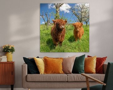 Jeunes bovins écossais curieux des Highlands sur t.ART