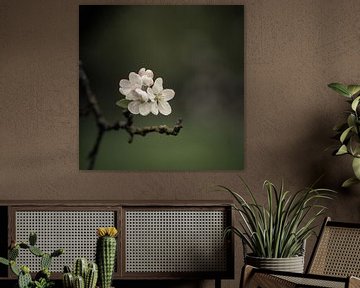 Blossom by Van Renselaar Fotografie