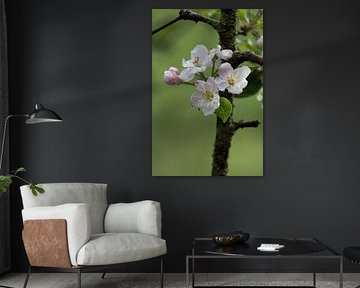 Appelboom bloemen