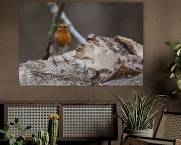 A robin with his chest out! by Swen van de Vlierd