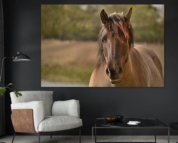 Portrait d'un cheval Konik sur Rosenthal fotografie