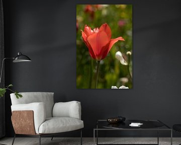 a red and white tulip in a colourful field of flowers by W J Kok