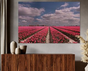 Tulip fields