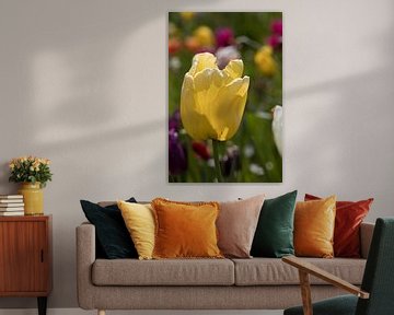 een gele witte tulp in een kleurrijk bloemenveld van W J Kok