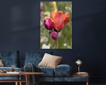 a red tulip in a colourful field of flowers by W J Kok