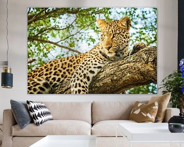 Jeune léopard dans un arbre sur Simone Janssen