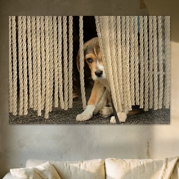 Beagle von Frank Smedts