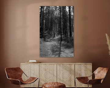 Een pad door een zonnig bos in zwart-wit van Gerard de Zwaan