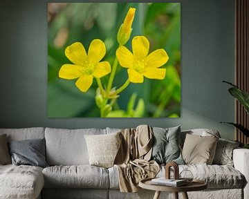 Gele bosbessen Wilde bloemen van Iris Holzer Richardson