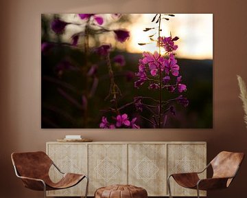 Lupine Feldblumen mit Sonnenuntergang von Karijn | Fine art Natuur en Reis Fotografie