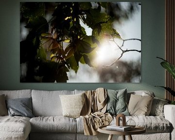 Blätter im Sonnenlicht, botanische Kunst von Karijn | Fine art Natuur en Reis Fotografie