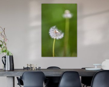 Dandelion duo by FotoSynthese