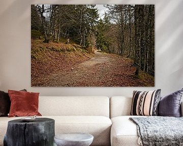 Forest near Lac Vert in the Vosges by Rob Boon