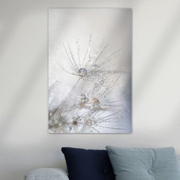 Water droplets on Fluff of a Dandelion