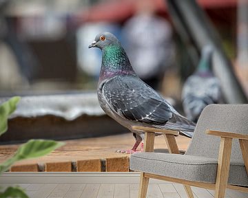 Duif bij de fontein van t.ART