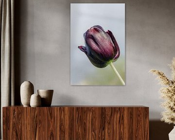 Gros plan d'une tulipe violet foncé au soleil sur fond clair sur Shop bij Rob