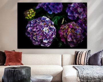 Dark hydrangea by Dennis Venema