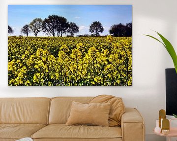 Spring is the time for rape blossom