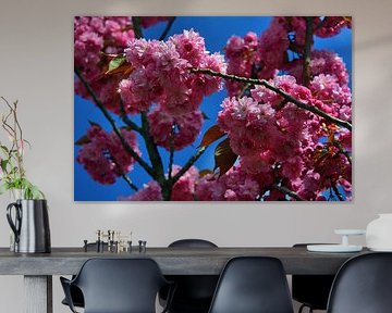 Ornamental cherry blossoms
