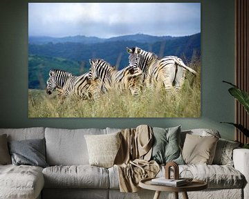 Zebra's in de heuvels van Hluluwe-Imfolozi, Zuid-Afrika van The Book of Wandering