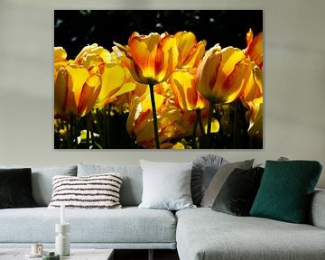 Sun-kissed Tulips van Ingrid de Vos - Boom