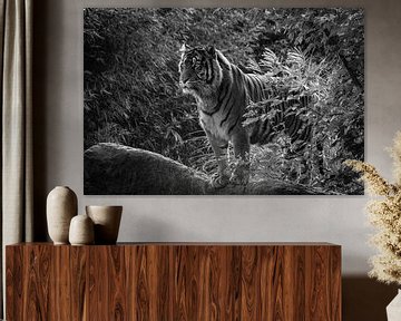 tijger op een rots zwart en wit van Wesley Klijnstra