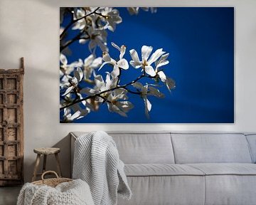 Fleurs de magnolia