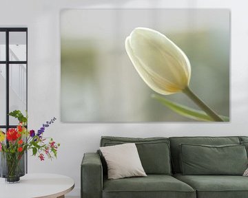 Witte tulp van Urspictures