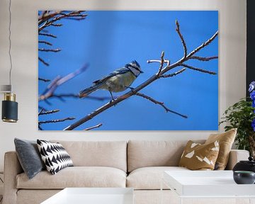 Mésange bleue sur Urselafotografie