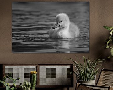 Swan chicks by Silvio Schoisswohl