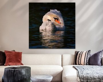 Cygne en pose sur Silvio Schoisswohl