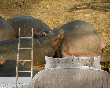 Hippo van Jaap van Marion