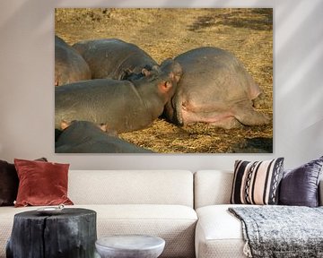 Hippo by Jaap van Marion