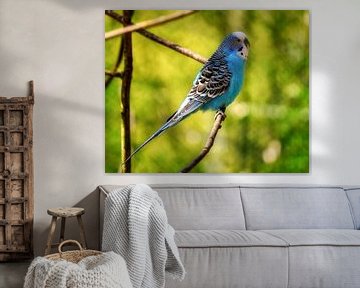 Budgie van Bild.Konserve