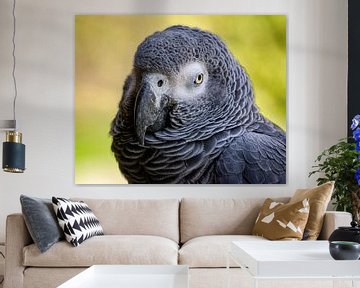 Portrait parrot by Bild.Konserve