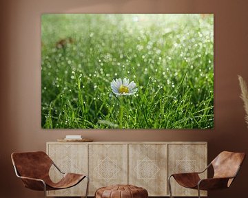 Daisy in grass by Michel van Kooten