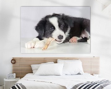 Der Border Collie Welpe frisst getrockneten Fisch. von Rene du Chatenier