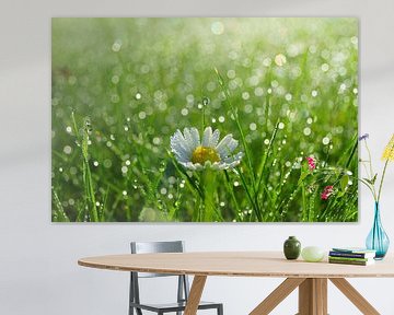 Daisy in grass by Michel van Kooten