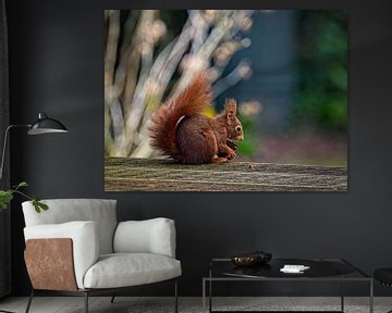 Squirrel by Rob Boon