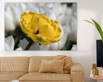 Nahaufnahme einer gelben Tulpe in einem weißen Tulpenfeld von W J Kok