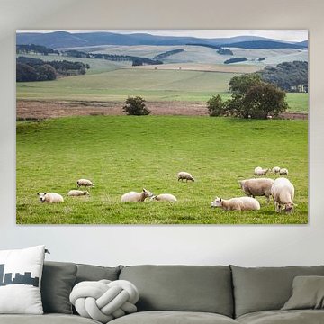 Schapen in het Schotse landschap