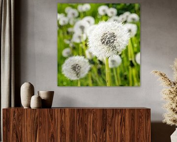 Dandelion with bokeh by Dieter Walther