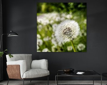 Dandelion with bokeh by Dieter Walther