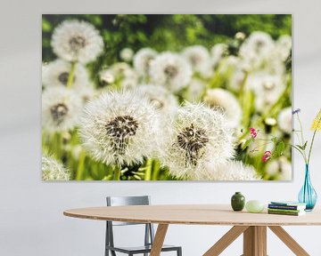 Paardenbloem met bokeh op bloemenweide van Dieter Walther